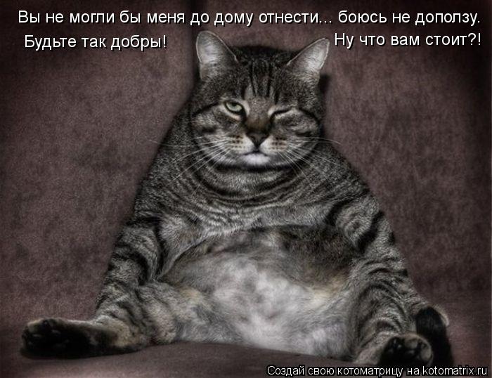 Вы не могли бы меня до дому отнести... боюсь не доползу. Будьте так добры! Ну что вам стоит?!... Котоматрица: Вы не могли бы меня до дому отнести... боюсь не доползу. Будьте так добры! Ну что вам стоит?!