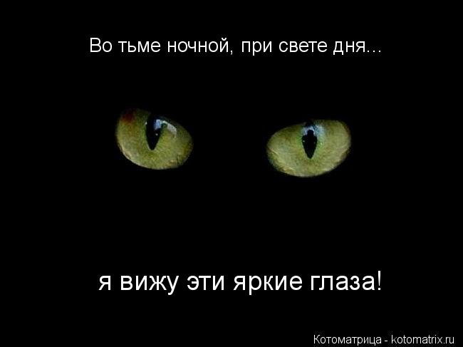 я вижу эти яркие глаза! Во тьме ночной, при свете дня...... Котоматрица: я вижу эти яркие глаза! Во тьме ночной, при свете дня...