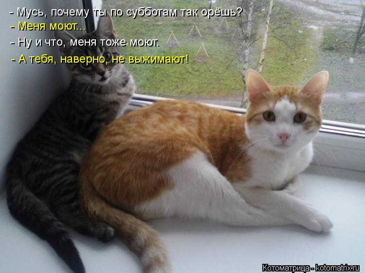 - Меня моют... - Ну и что, меня тоже моют. - А тебя, наверно, не выжимают! - Мусь, почему ты по суббо... Котоматрица: - Меня моют... - Ну и что, меня тоже моют. - А тебя, наверно, не выжимают! - Мусь, почему ты по субботам так орёшь?