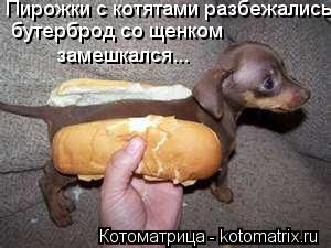 Пирожки с котятами разбежались, бутерброд со щенком замешкался...... Котоматрица: Пирожки с котятами разбежались, бутерброд со щенком замешкался...