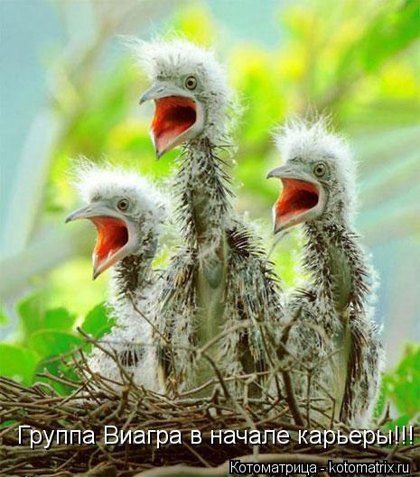 Группа Виагра в начале карьеры!!!... Котоматрица: Группа Виагра в начале карьеры!!!
