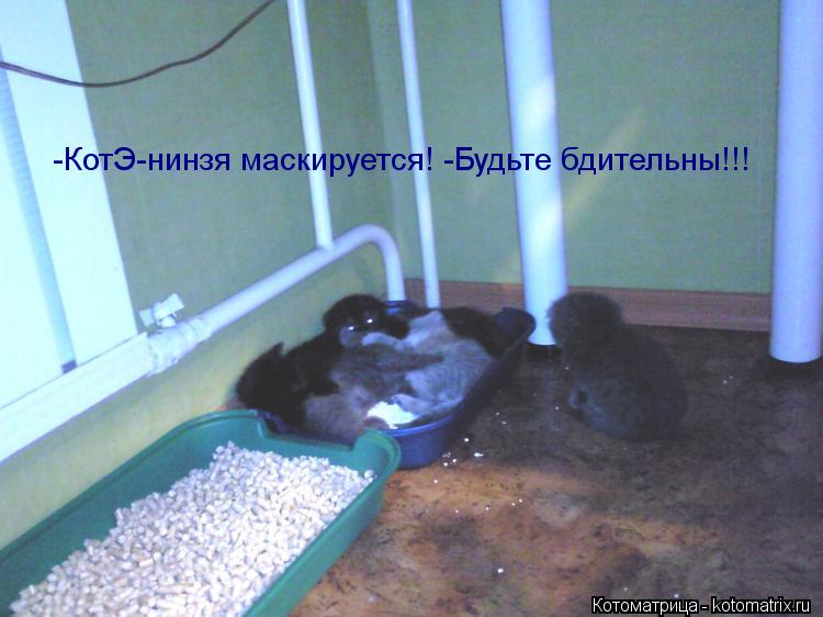 -КотЭ-нинзя маскируется! -Будьте бдительны!!!... Котоматрица: -КотЭ-нинзя маскируется! -Будьте бдительны!!!