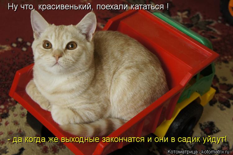 Ну что, красивенький, поехали кататься ! - да когда же выходные закончатся и они в садик уйдут! Ну ... Котоматрица: Ну что, красивенький, поехали кататься ! - да когда же выходные закончатся и они в садик уйдут! Ну что, красивенький, поехали кататься !
