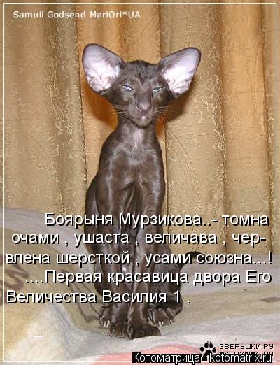Котоматрица: Боярыня Мурзикова..- томна очами , ушаста , величава , чер- влена шерсткой , усами союзна...! ....Первая красавица двора Его  Величества Василия 1 .