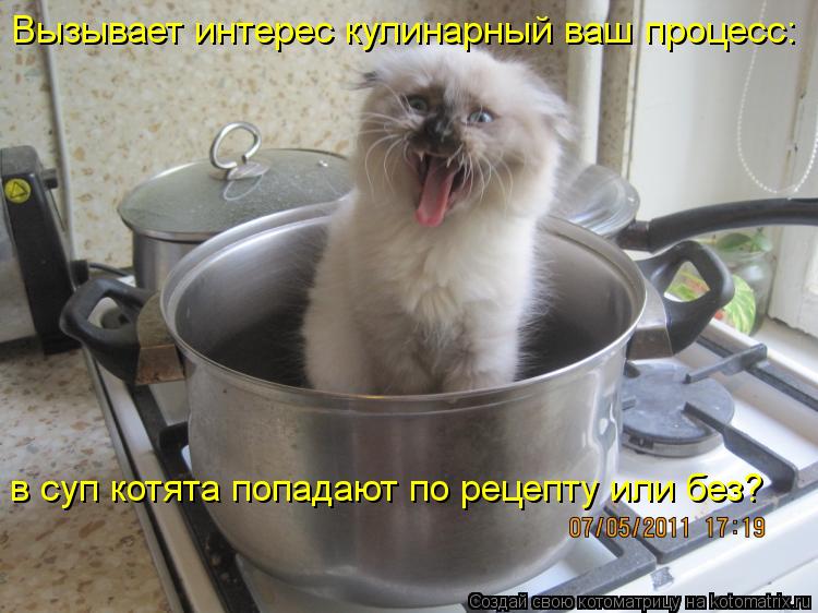 Вызывает интерес кулинарный ваш процесс: в суп котята попадают по рецепту или без?... Котоматрица: Вызывает интерес кулинарный ваш процесс: в суп котята попадают по рецепту или без?