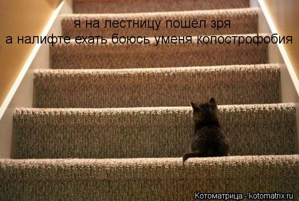 я на лестницу пошёл зря а налифте ехать боюсь уменя колострофобия... Котоматрица: я на лестницу пошёл зря а налифте ехать боюсь уменя колострофобия