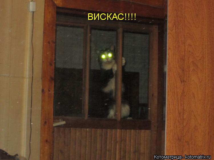 ВИСКАС!!!!... Котоматрица: ВИСКАС!!!!