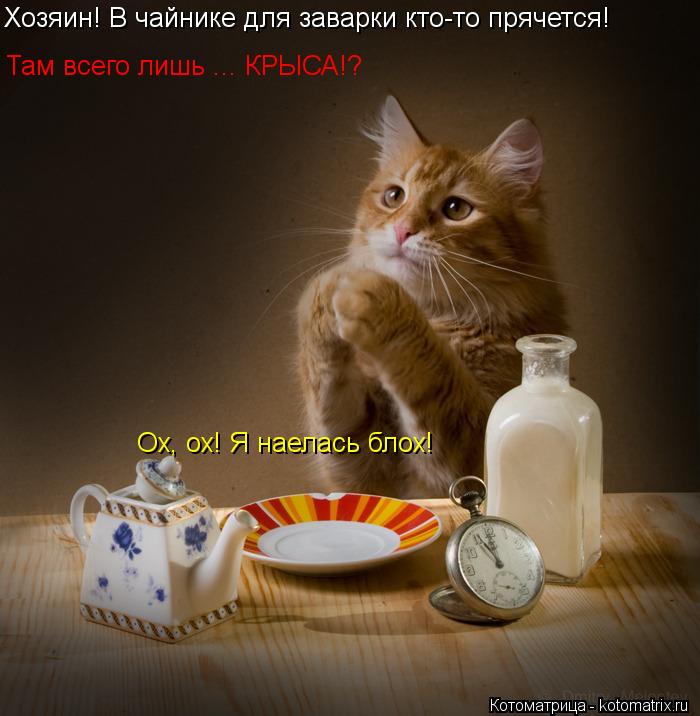 Хозяин! В чайнике для заварки кто-то прячется! Там всего лишь ... КРЫСА!? Ох, ох! Я наелась блох!... Котоматрица: Хозяин! В чайнике для заварки кто-то прячется! Там всего лишь ... КРЫСА!? Ох, ох! Я наелась блох!