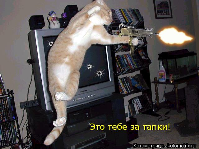 Это тебе за тапки!... Котоматрица: Это тебе за тапки!
