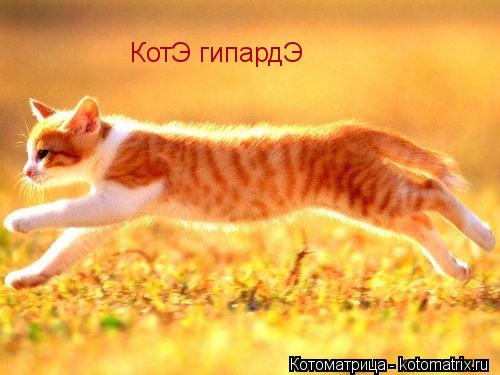 КотЭ гипардЭ... Котоматрица: КотЭ гипардЭ