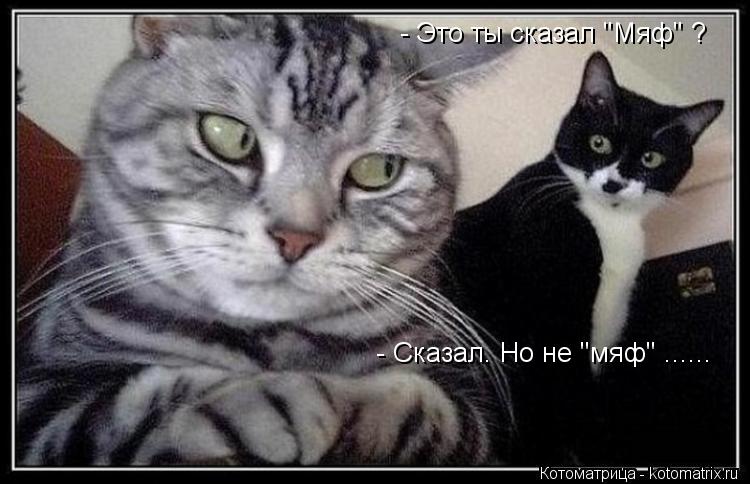 - Это ты сказал "Мяф" ? - Сказал. Но не "мяф" ......... Котоматрица: - Это ты сказал "Мяф" ? - Сказал. Но не "мяф" ......