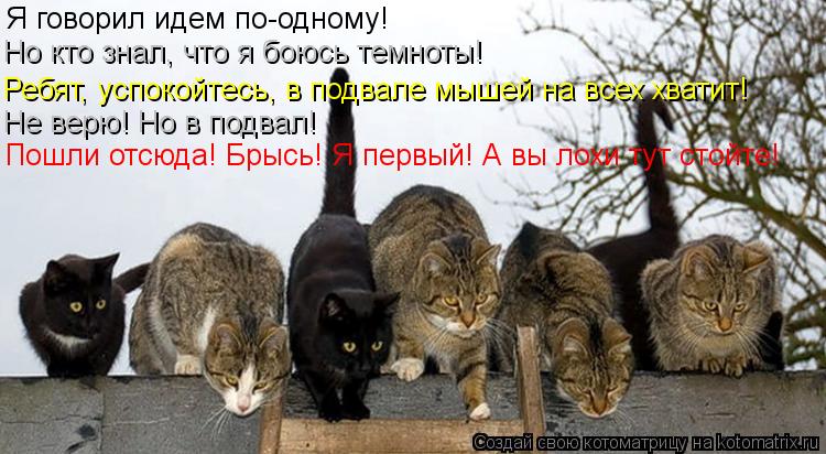 Я говорил идем по-одному! Но кто знал, что я боюсь темноты! Ребят, успокойтесь, в подвале мышей на вс... Котоматрица: Я говорил идем по-одному! Но кто знал, что я боюсь темноты! Ребят, успокойтесь, в подвале мышей на всех хватит! Не верю! Но в подвал! Пошли отсю