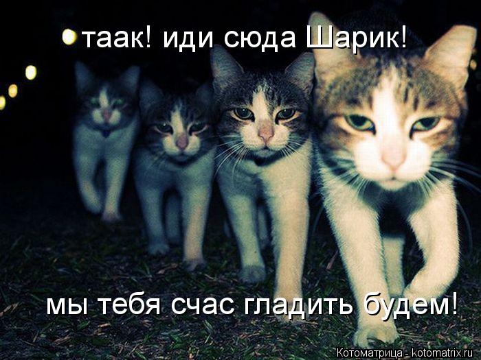 таак! иди сюда Шарик! мы тебя счас гладить будем!... Котоматрица: таак! иди сюда Шарик! мы тебя счас гладить будем!