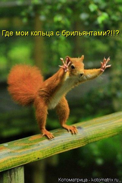 Котоматрица: Где мои кольца с брильянтами?!!?