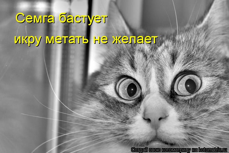 Семга бастует икру метать не желает... Котоматрица: Семга бастует икру метать не желает