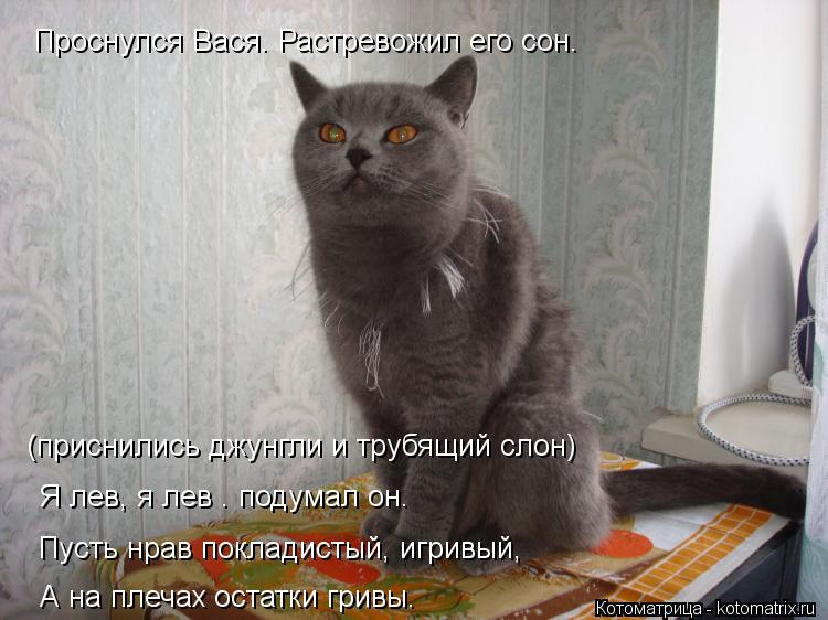 Проснулся Вася. Растревожил его сон. (приснились джунгли и трубящий слон) Я лев, я лев – подумал он. ... Котоматрица: Проснулся Вася. Растревожил его сон. (приснились джунгли и трубящий слон) Я лев, я лев – подумал он. Пусть нрав покладистый, игривый, А на пле
