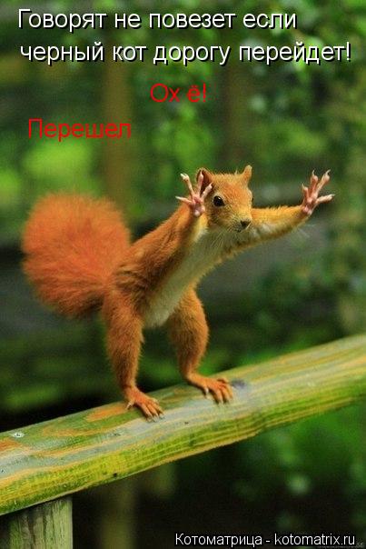 Котоматрица: Говорят не повезет если  черный кот дорогу перейдет!   Ох ё!  Перешел
