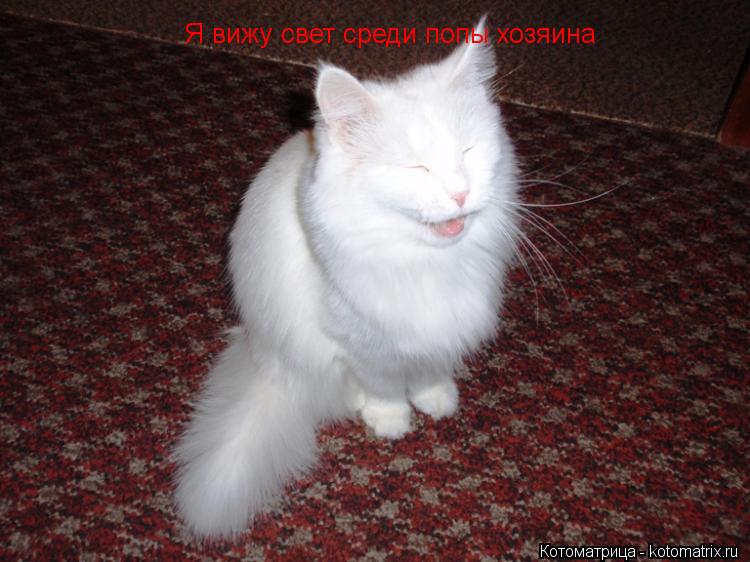 Я вижу свет среди попы хозяина... Котоматрица: Я вижу свет среди попы хозяина