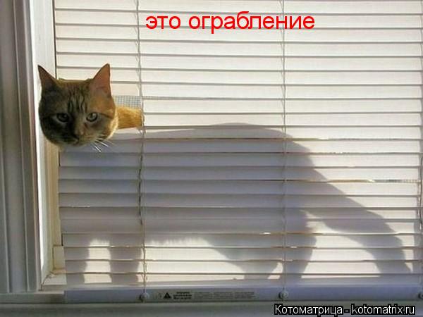 это ограбление... Котоматрица: это ограбление