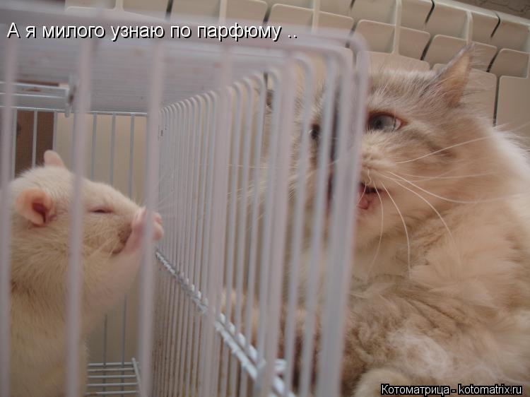 А я милого узнаю по парфюму ..... Котоматрица: А я милого узнаю по парфюму ..