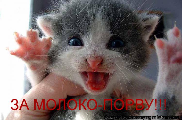 ЗА МОЛОКО-ПОРВУ!!!... Котоматрица: ЗА МОЛОКО-ПОРВУ!!!