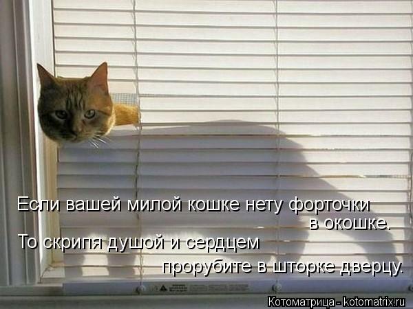 Если вашей милой кошке нету форточки в окошке. То скрипя душой и сердцем прорубите в шторке дверцу.... Котоматрица: Если вашей милой кошке нету форточки в окошке. То скрипя душой и сердцем прорубите в шторке дверцу.