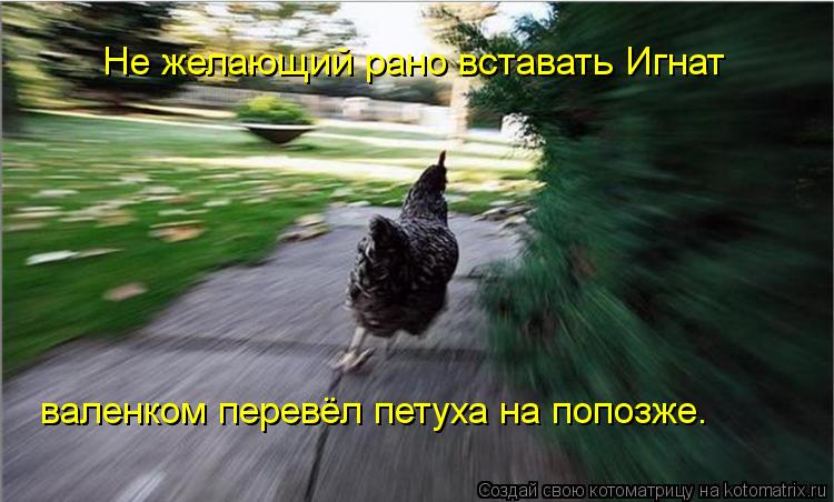 Не желающий рано вставать Игнат валенком перевёл петуха на попозже.... Котоматрица: Не желающий рано вставать Игнат валенком перевёл петуха на попозже.