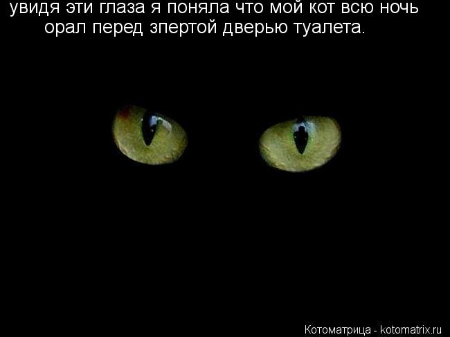 увидя эти глаза я поняла что мой кот всю ночь орал перед зпертой дверью туалета.... Котоматрица: увидя эти глаза я поняла что мой кот всю ночь орал перед зпертой дверью туалета.