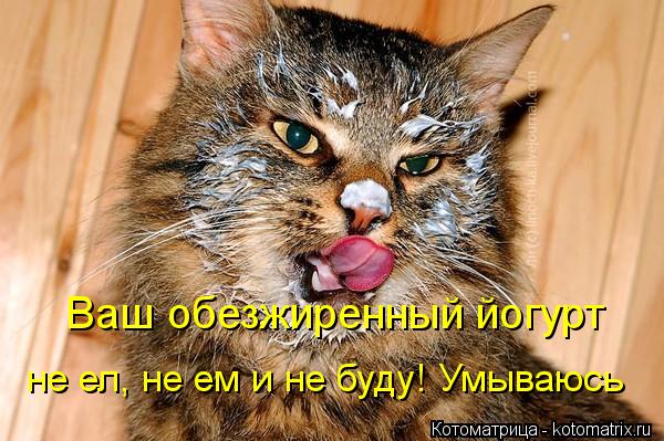 Котоматрица: не ел, не ем и не буду! Умываюсь Ваш обезжиренный йогурт