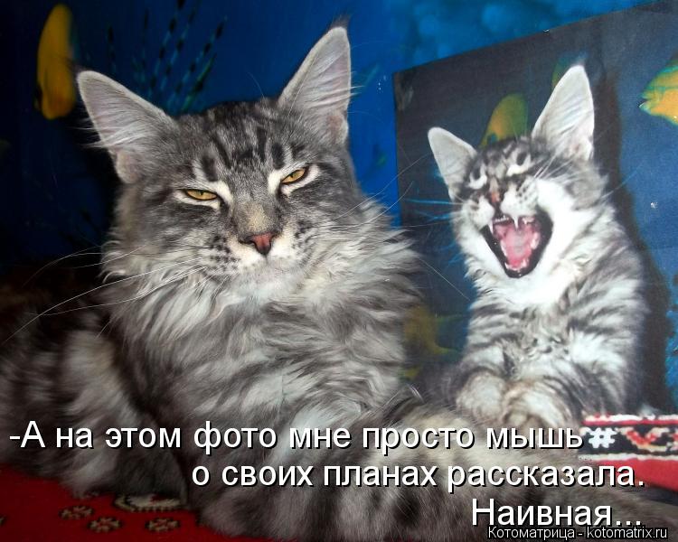 -А на этом фото мне просто мышь о своих планах рассказала. Наивная...... Котоматрица: -А на этом фото мне просто мышь о своих планах рассказала. Наивная...