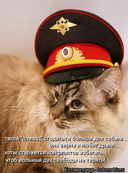такой "прикид" сгодиться больше для собаки... она верна и любит драки.... коты стараются конфликтов и... Котоматрица: такой "прикид" сгодиться больше для собаки... она верна и любит драки.... коты стараются конфликтов избегать, чтоб вольный дух свободы не теря