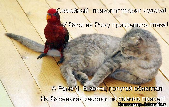 На Васенькин хвостик он смачно присел! Семейный психолог творит чудеса! У Васи на Рому прикрылись гл... Котоматрица: На Васенькин хвостик он смачно присел! Семейный психолог творит чудеса! У Васи на Рому прикрылись глаза! А Рома?! В конец попугай обнаглел!