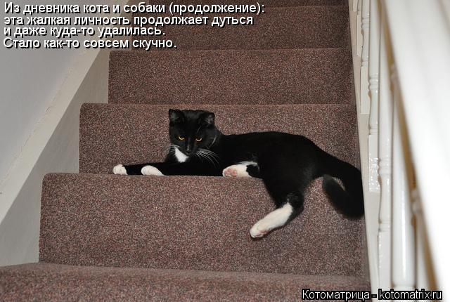 Из дневника кота и собаки (продолжение): эта жалкая личность продолжает дуться и даже куда-то удалила... Котоматрица: Из дневника кота и собаки (продолжение): эта жалкая личность продолжает дуться и даже куда-то удалилась. Стало как-то совсем скучно.