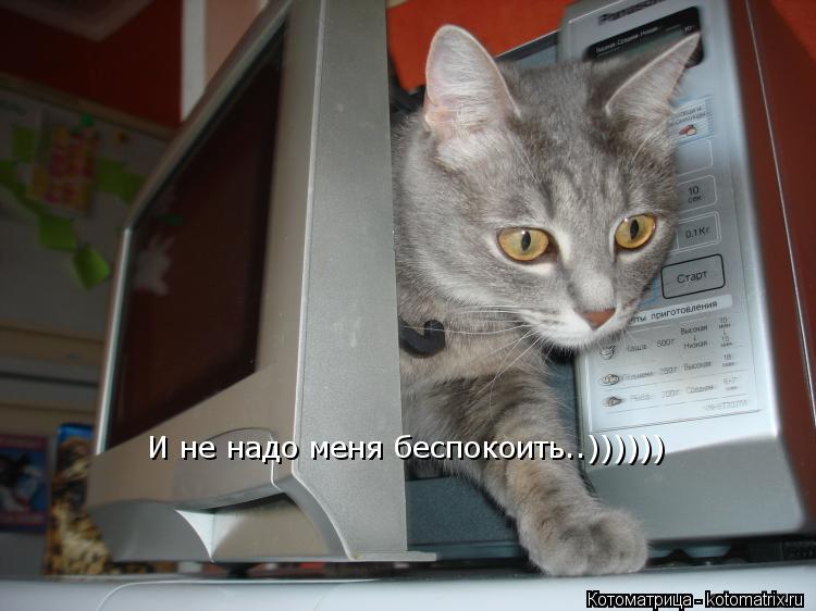 И не надо меня беспокоить..))))))... Котоматрица: И не надо меня беспокоить..))))))