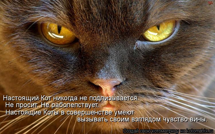 Настоящий Кот никогда не подлизывается. Не просит. Не раболепствует. Настоящие Коты в совершенстве... Котоматрица: Настоящий Кот никогда не подлизывается. Не просит. Не раболепствует. Настоящие Коты в совершенстве умеют вызывать своим взглядом чувств