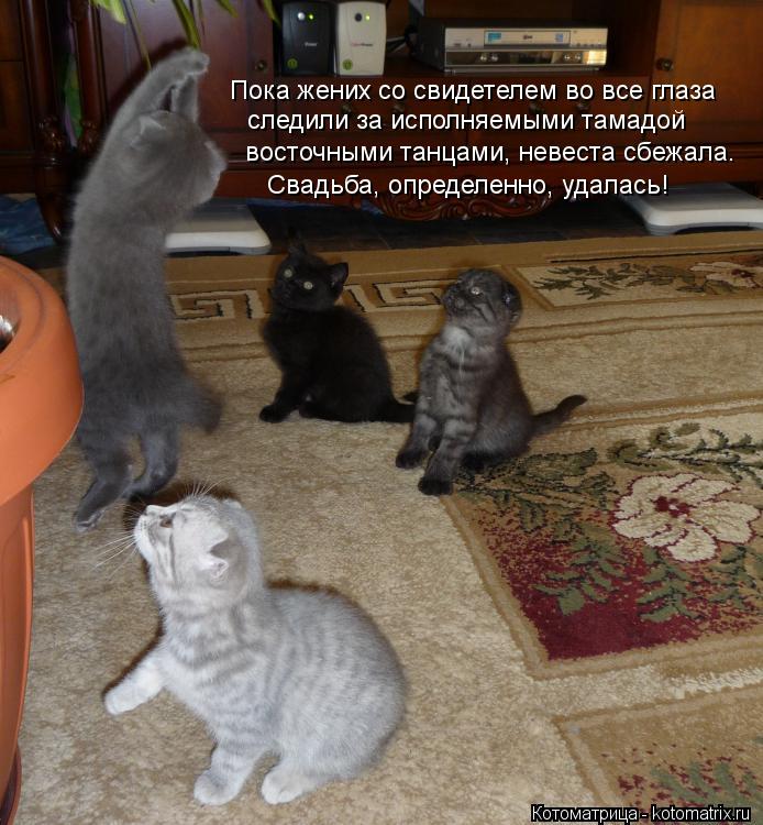 Пока жених со свидетелем во все глаза следили за исполняемыми тамадой восточными танцами, невеста сбе... Котоматрица: Пока жених со свидетелем во все глаза следили за исполняемыми тамадой восточными танцами, невеста сбежала. Свадьба, определенно, удалась!