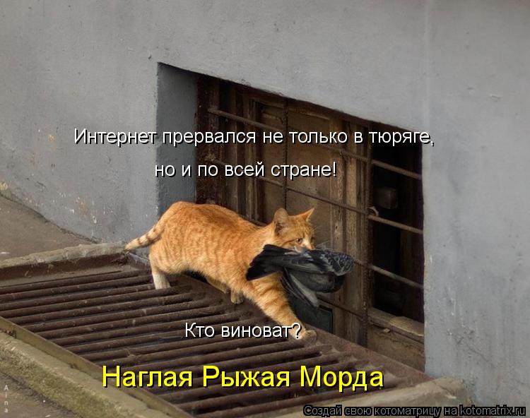 Интернет прервался не только в тюряге, но и по всей стране! Кто виноват? Наглая Рыжая Морда... Котоматрица: Интернет прервался не только в тюряге, но и по всей стране! Кто виноват? Наглая Рыжая Морда