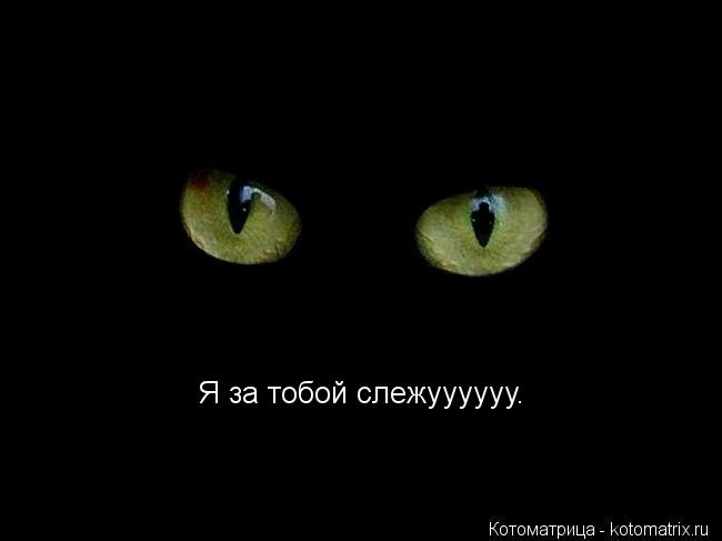 Шипр ? Блендамет!... Котоматрица: Шипр ? Блендамет!