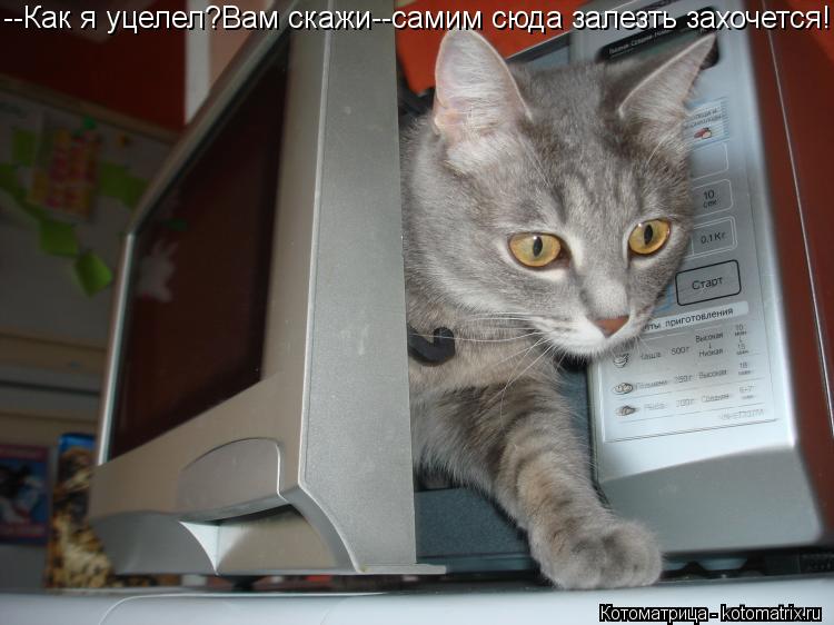--Как я уцелел?Вам скажи--самим сюда залезть захочется!... Котоматрица: --Как я уцелел?Вам скажи--самим сюда залезть захочется!