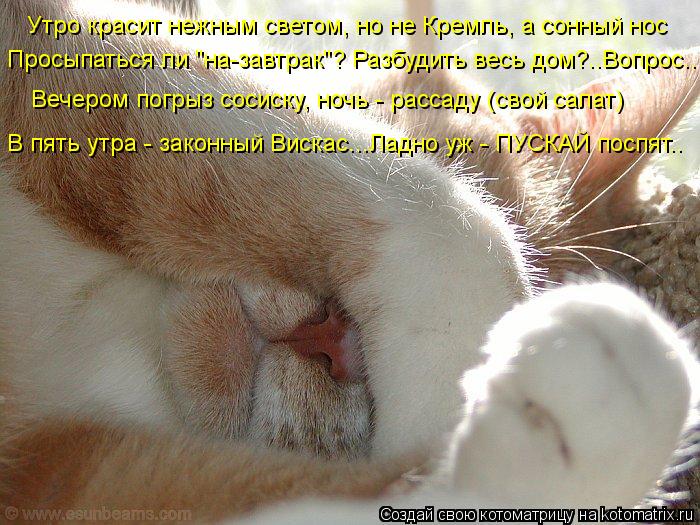 Утро красит нежным светом, но не Кремль, а сонный нос Просыпаться ли "на-завтрак"? Разбудить весь дом... Котоматрица: Утро красит нежным светом, но не Кремль, а сонный нос Просыпаться ли "на-завтрак"? Разбудить весь дом?..Вопрос.. Вечером погрыз сосиску, ночь -