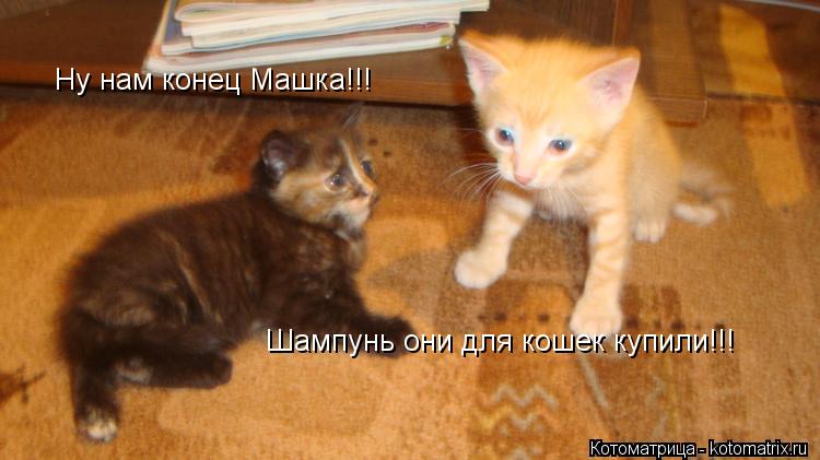 Ну нам конец Машка!!! Шампунь они для кошек купили!!!... Котоматрица: Ну нам конец Машка!!! Шампунь они для кошек купили!!!