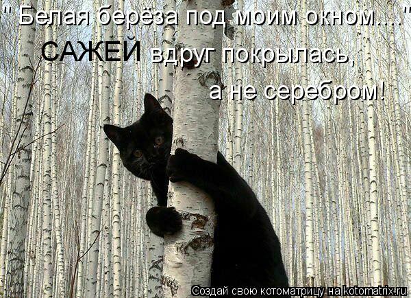 " Белая берёза под моим окном...." САЖЕЙ вдруг покрылась, а не серебром!... Котоматрица: " Белая берёза под моим окном...." САЖЕЙ вдруг покрылась, а не серебром!