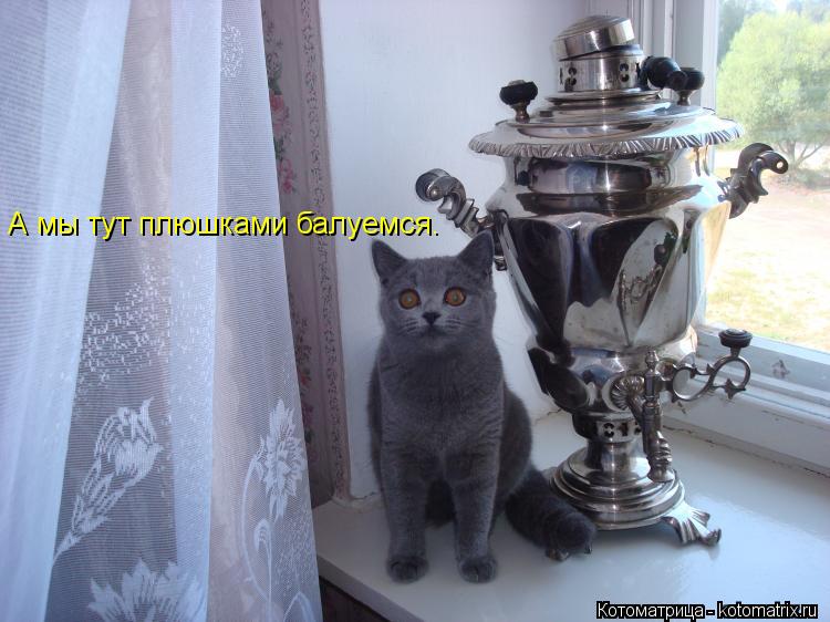 А мы тут плюшками балуемся.... Котоматрица: А мы тут плюшками балуемся.