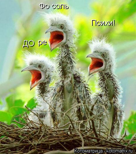 Котоматрица: ДО ре Фо соль Психи!