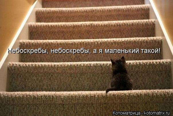 Небоскребы, небоскребы, а я маленький такой!... Котоматрица: Небоскребы, небоскребы, а я маленький такой!