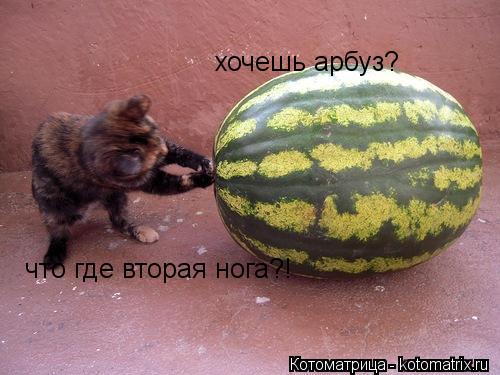 что где вторая нога?! хочешь арбуз?... Котоматрица: что где вторая нога?! хочешь арбуз?