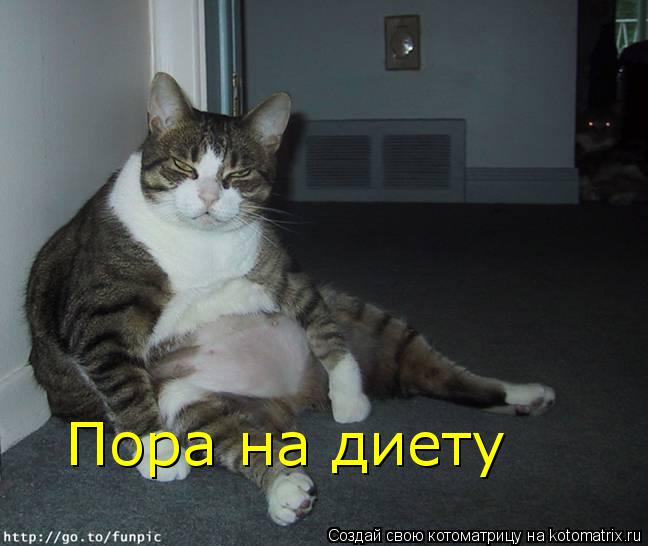 Пора на диету... Котоматрица: Пора на диету