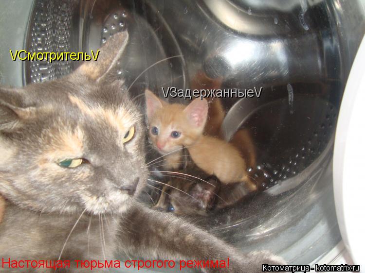 Настоящая тюрьма строгого режима! \/Смотритель\/ \/Задержанные\/... Котоматрица: Настоящая тюрьма строгого режима! \/Смотритель\/ \/Задержанные\/