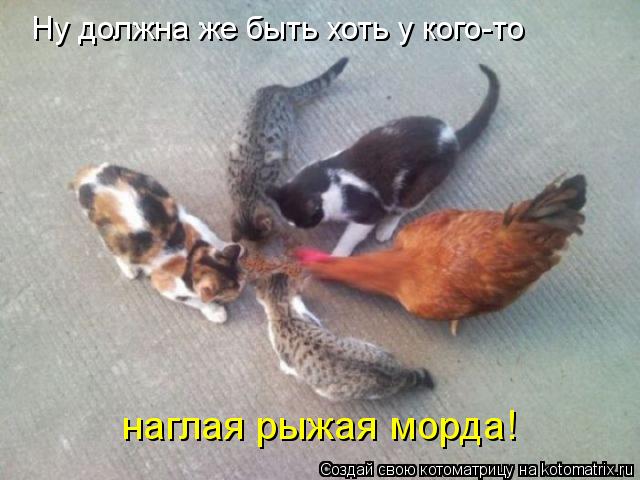 Ну должна же быть хоть у кого-то наглая рыжая морда!... Котоматрица: Ну должна же быть хоть у кого-то наглая рыжая морда!
