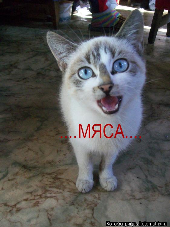 ....МЯСА....... Котоматрица: ....МЯСА....